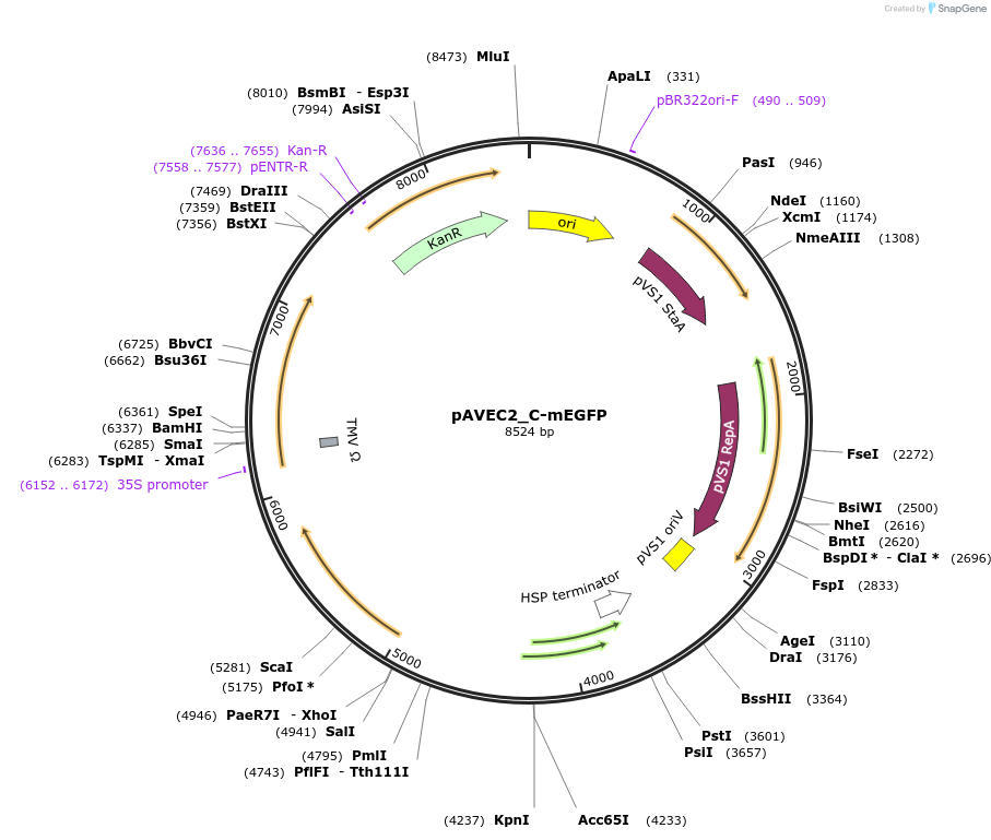 231295-plasmid-map-sequence-id-458408