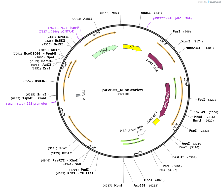 231290-plasmid-map-sequence-id-458410
