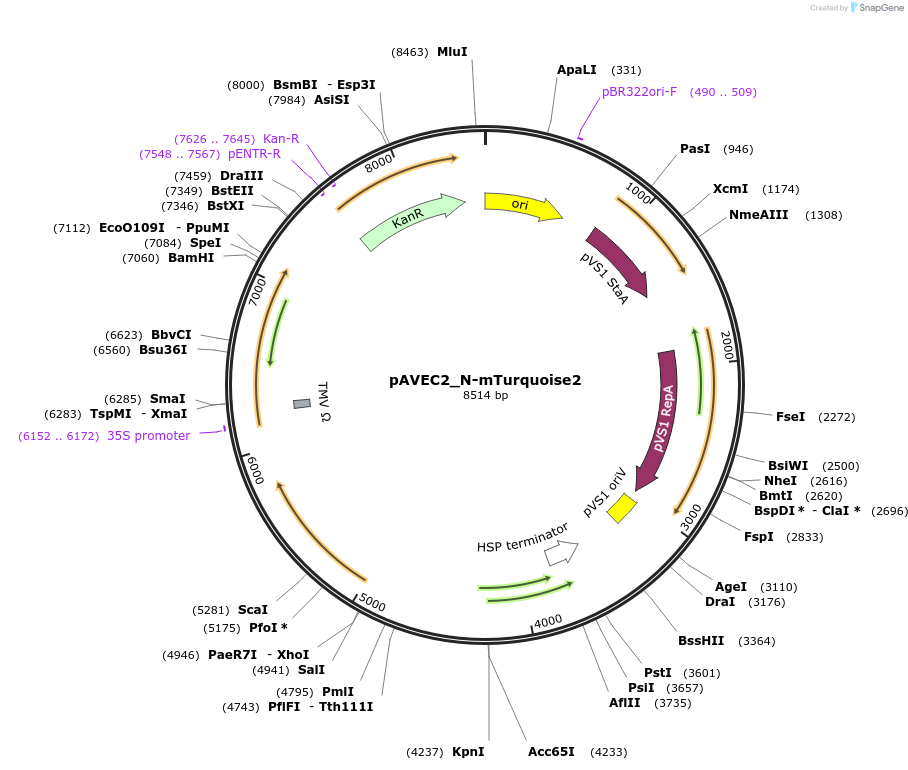 231286-plasmid-map-sequence-id-458413