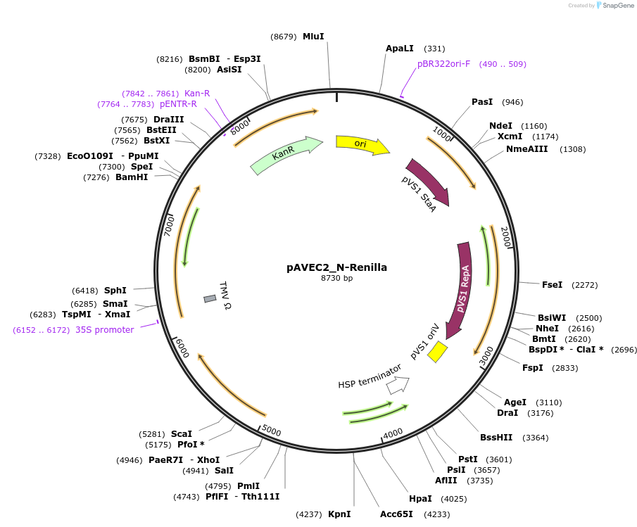 231291-plasmid-map-sequence-id-458414