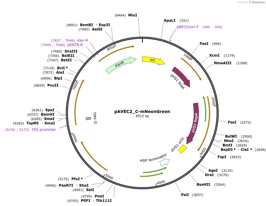 231296-plasmid-map-sequence-id-458416