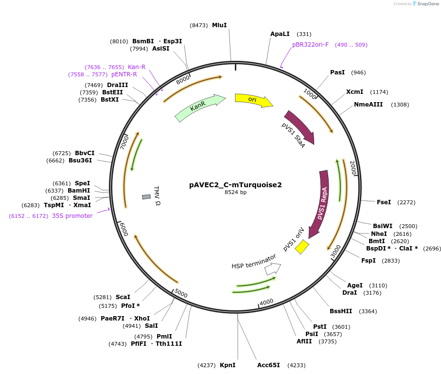 231294-plasmid-map-sequence-id-458417