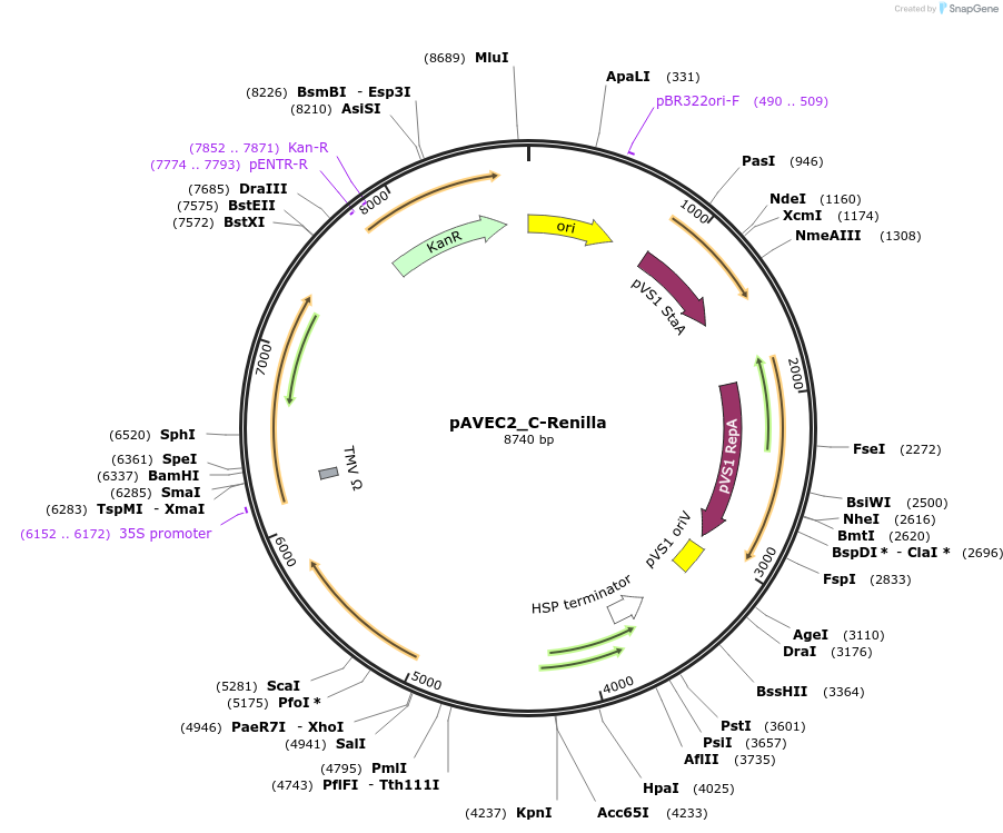 231299-plasmid-map-sequence-id-458418