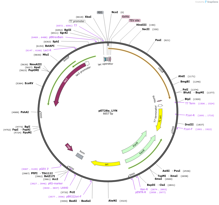 224238-plasmid-map-sequence-id-458419