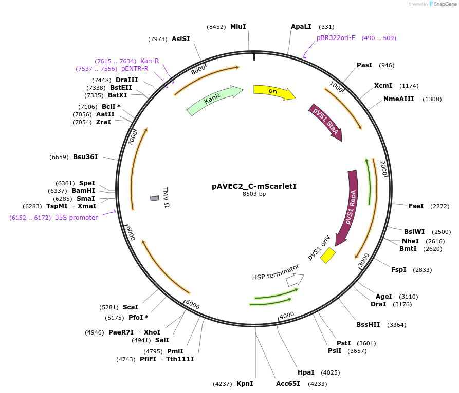 231298-plasmid-map-sequence-id-458421