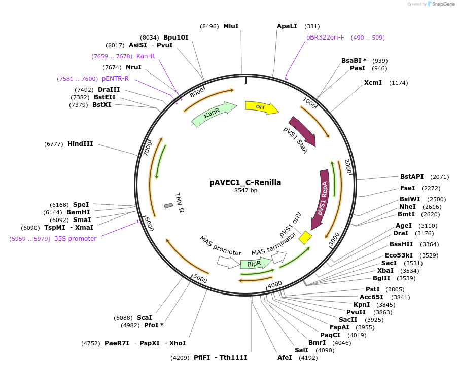 231283-plasmid-map-sequence-id-458422