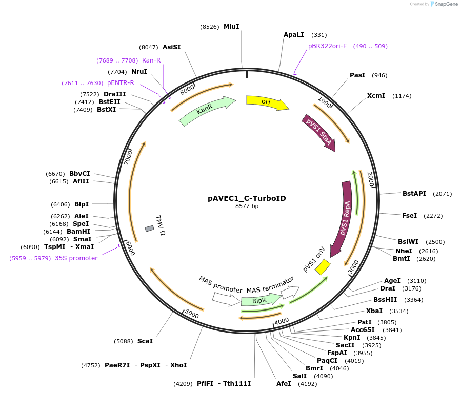 231285-plasmid-map-sequence-id-458426