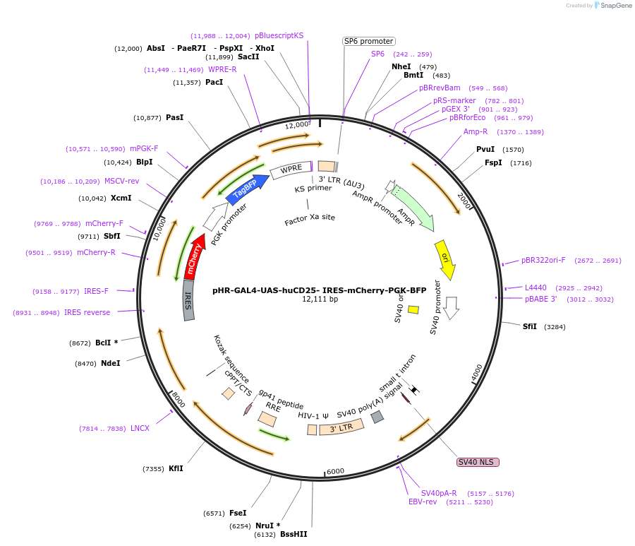223211-plasmid-map-sequence-id-458439