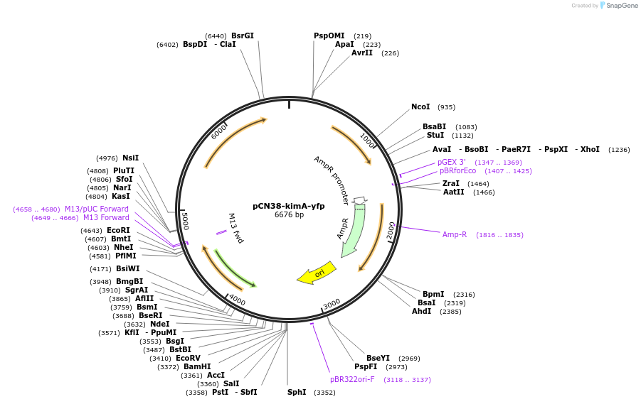 227635-plasmid-map-sequence-id-458444