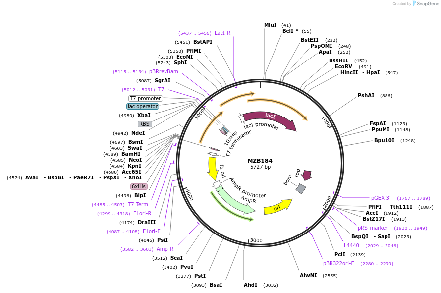 228488-plasmid-map-sequence-id-458447