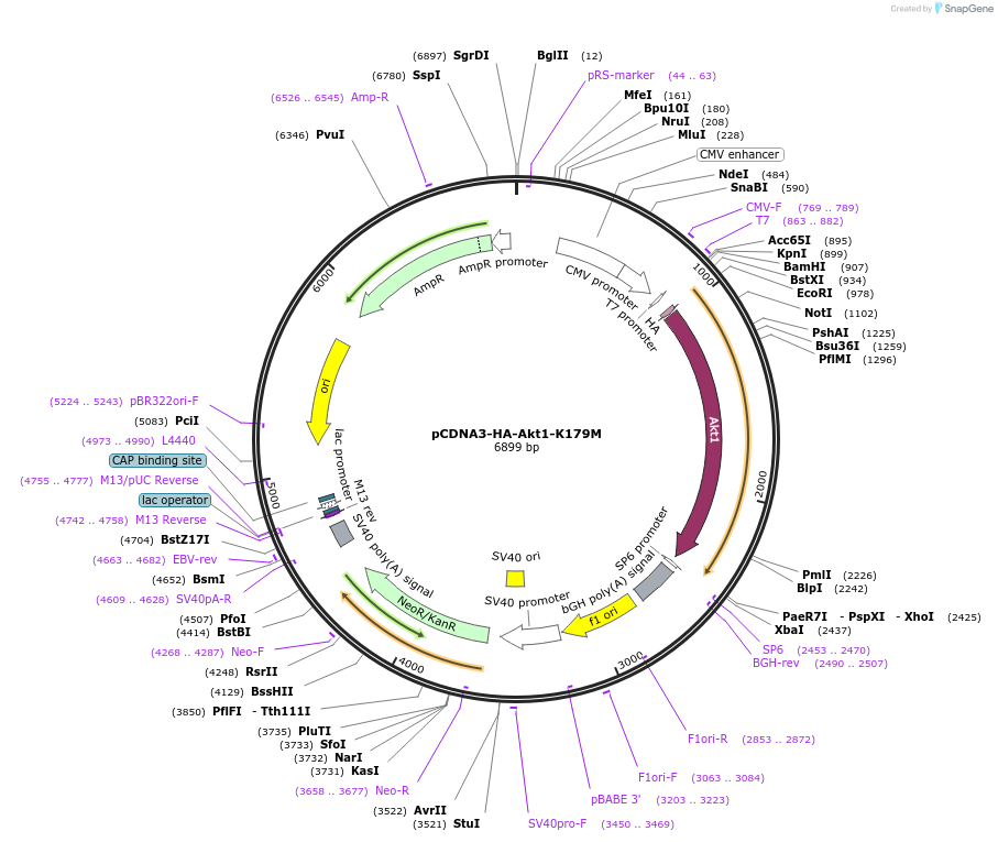 73409-plasmid-map-sequence-id-458454