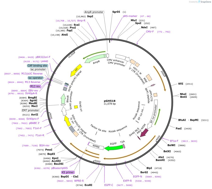230836-plasmid-map-sequence-id-458482