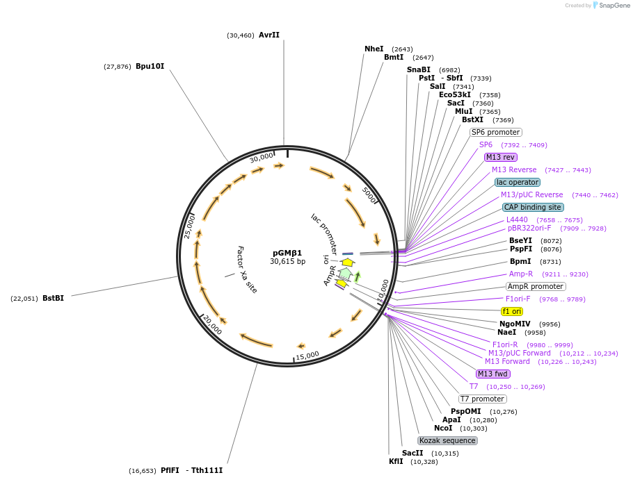 216202-plasmid-map-sequence-id-458484
