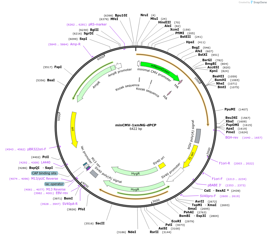 231092-plasmid-map-sequence-id-458493