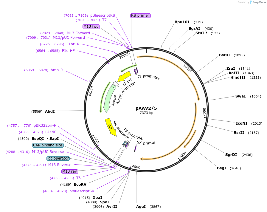 232922-plasmid-map-sequence-id-458562
