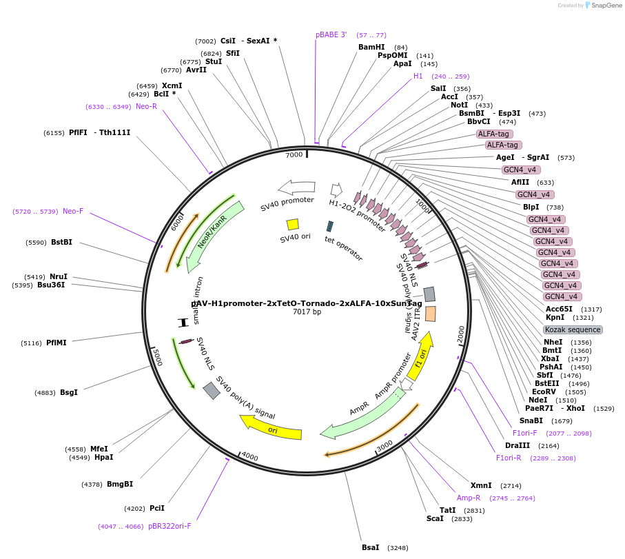 231591-plasmid-map-sequence-id-458567
