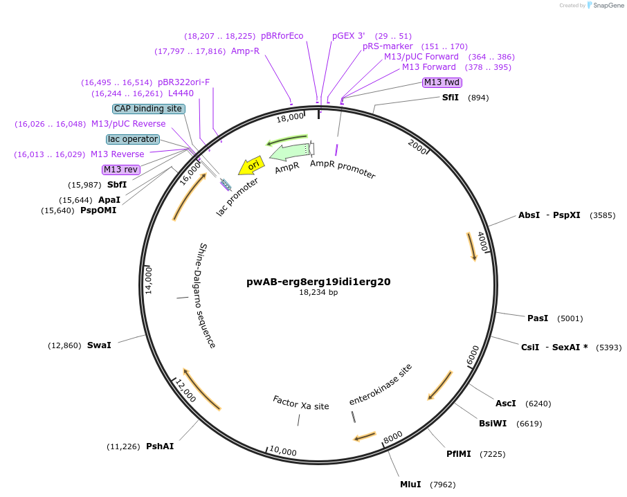 227345-plasmid-map-sequence-id-458568