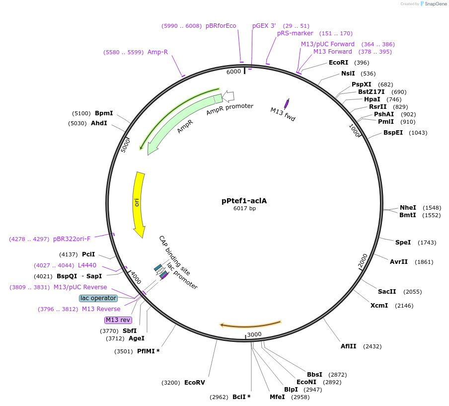 227342-plasmid-map-sequence-id-458619