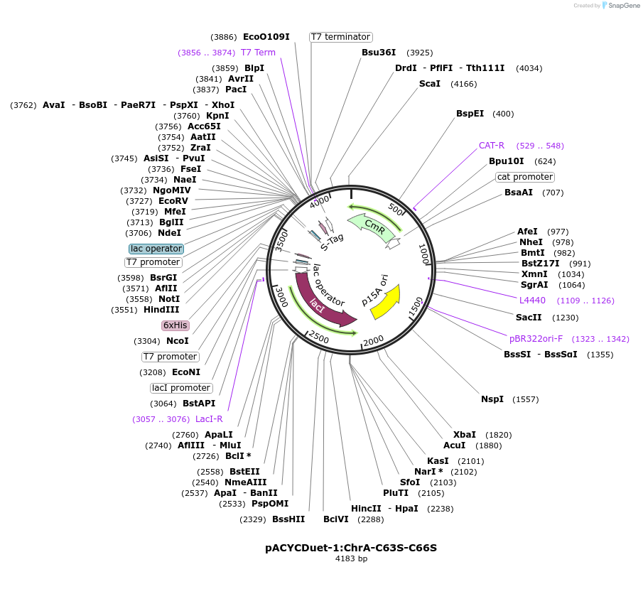 225082-plasmid-map-sequence-id-458633