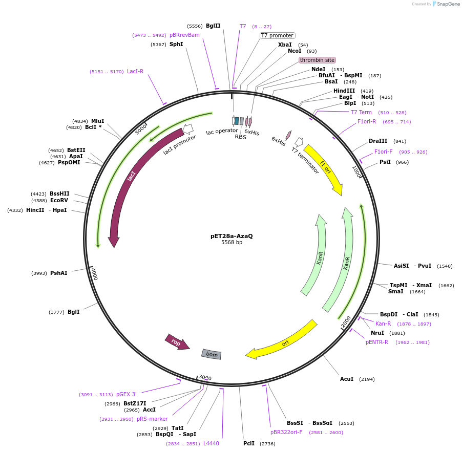 224429-plasmid-map-sequence-id-458637