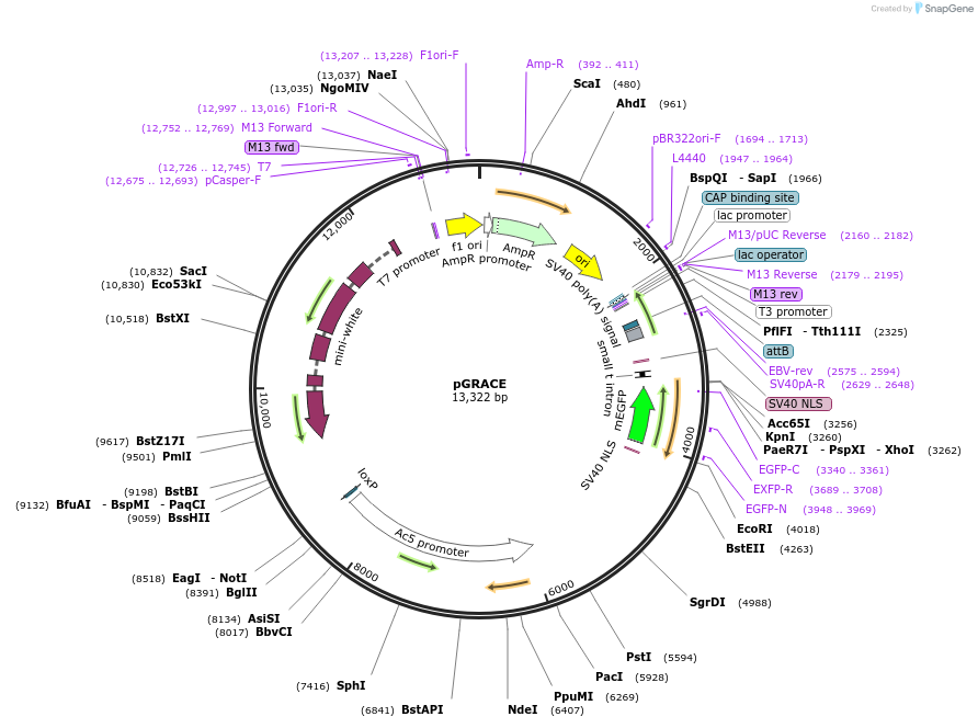 230910-plasmid-map-sequence-id-458639