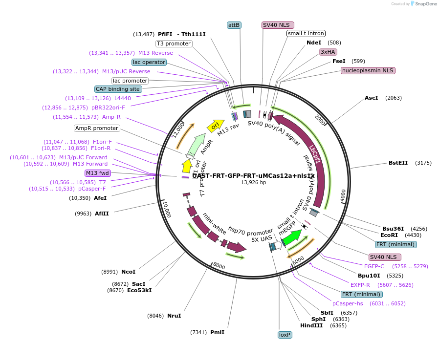230908-plasmid-map-sequence-id-458642
