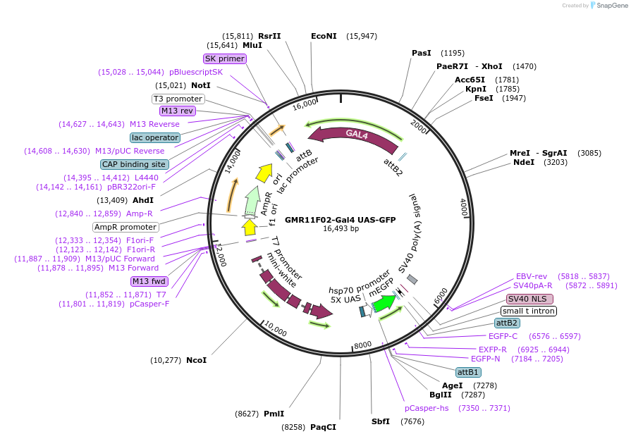 230907-plasmid-map-sequence-id-458643
