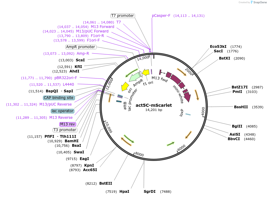 230906-plasmid-map-sequence-id-458645