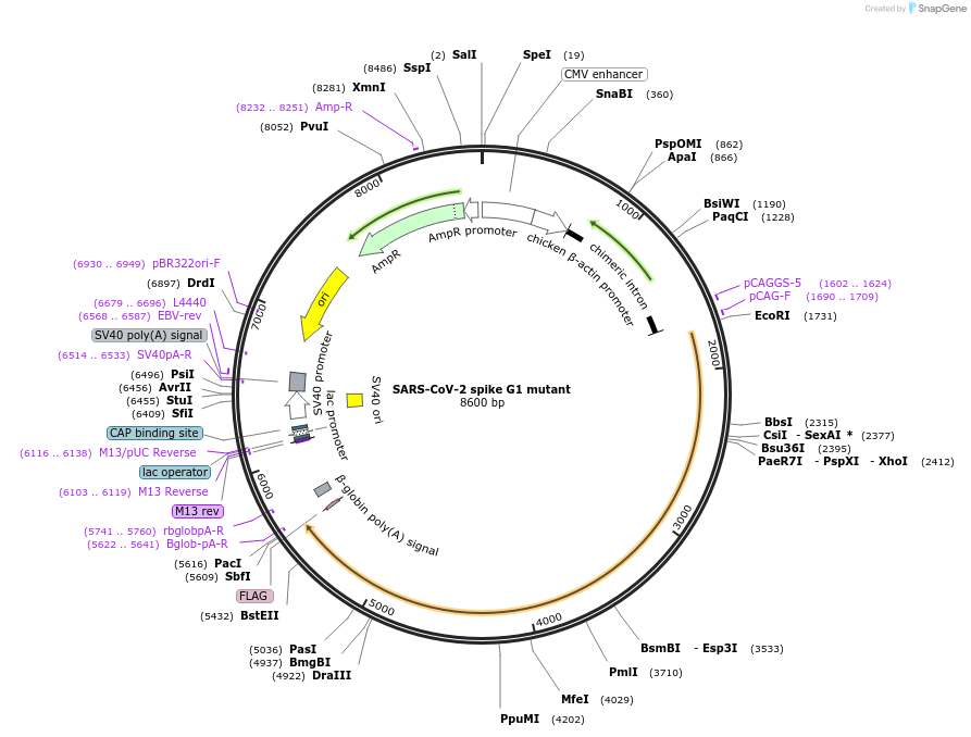 231913-plasmid-map-sequence-id-458818