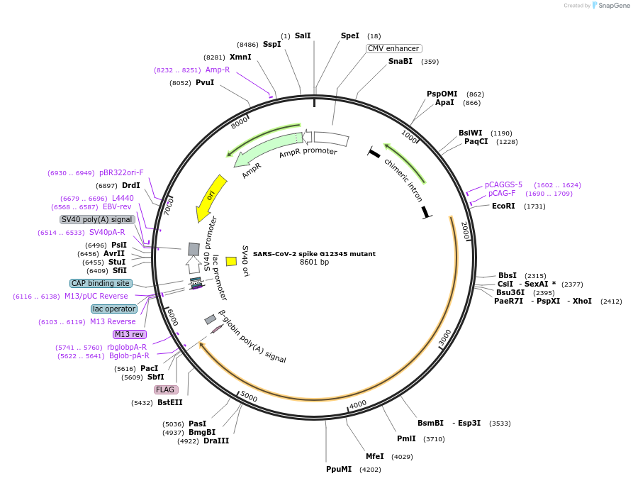 231920-plasmid-map-sequence-id-458823