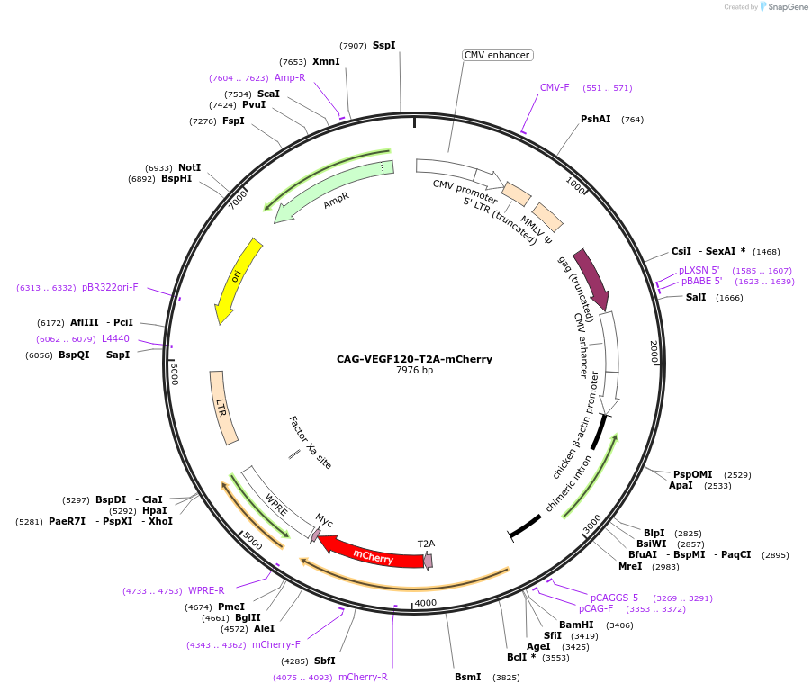 229134-plasmid-map-sequence-id-458839