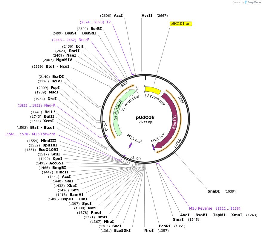 210236-plasmid-map-sequence-id-458873