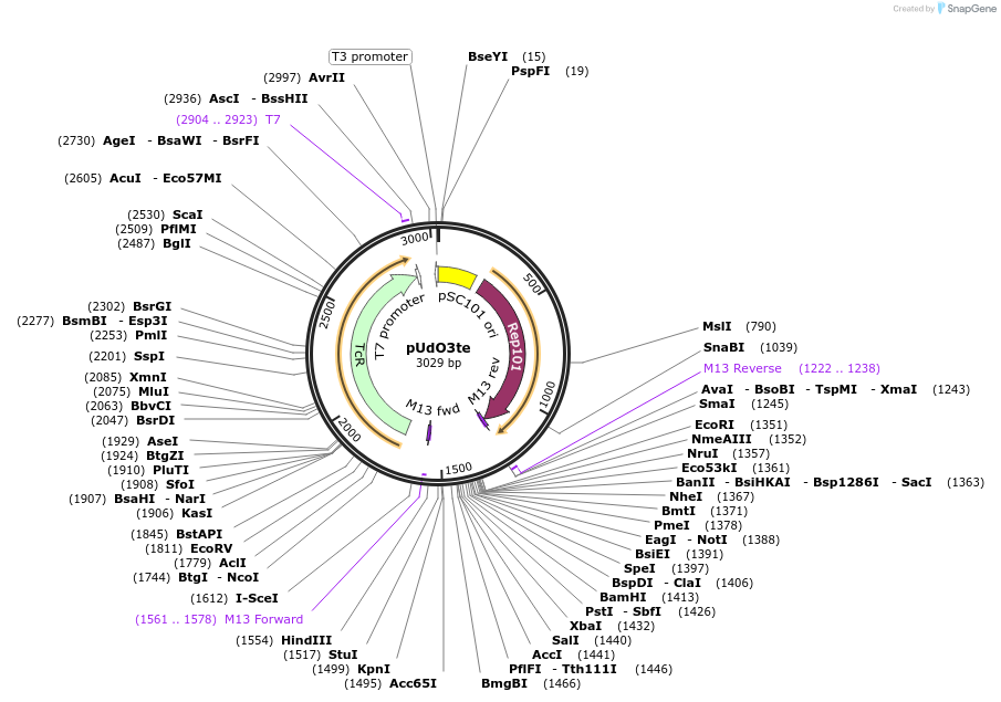 210244-plasmid-map-sequence-id-458876