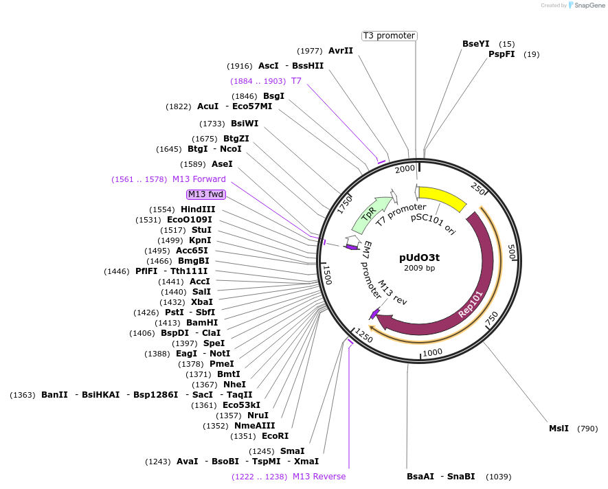 210248-plasmid-map-sequence-id-458877