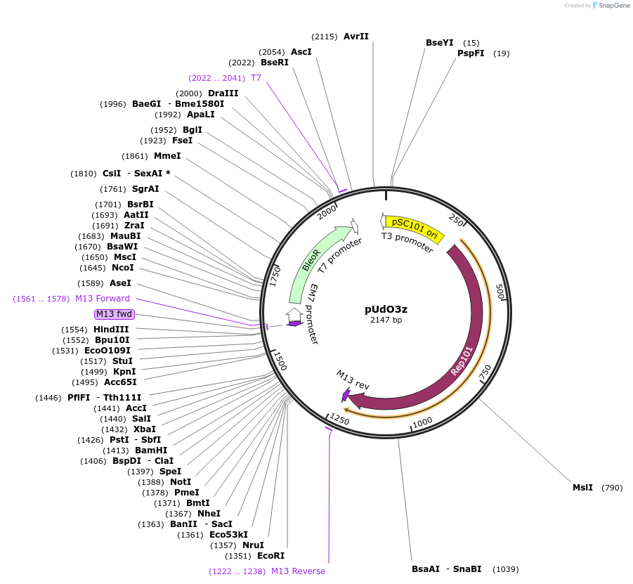 210252-plasmid-map-sequence-id-458879