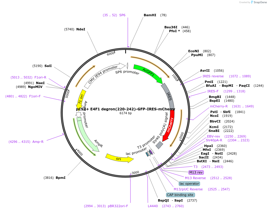 231007-plasmid-map-sequence-id-458883