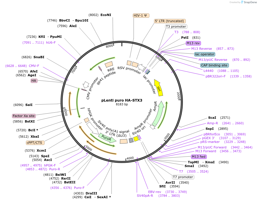 227590-plasmid-map-sequence-id-458885