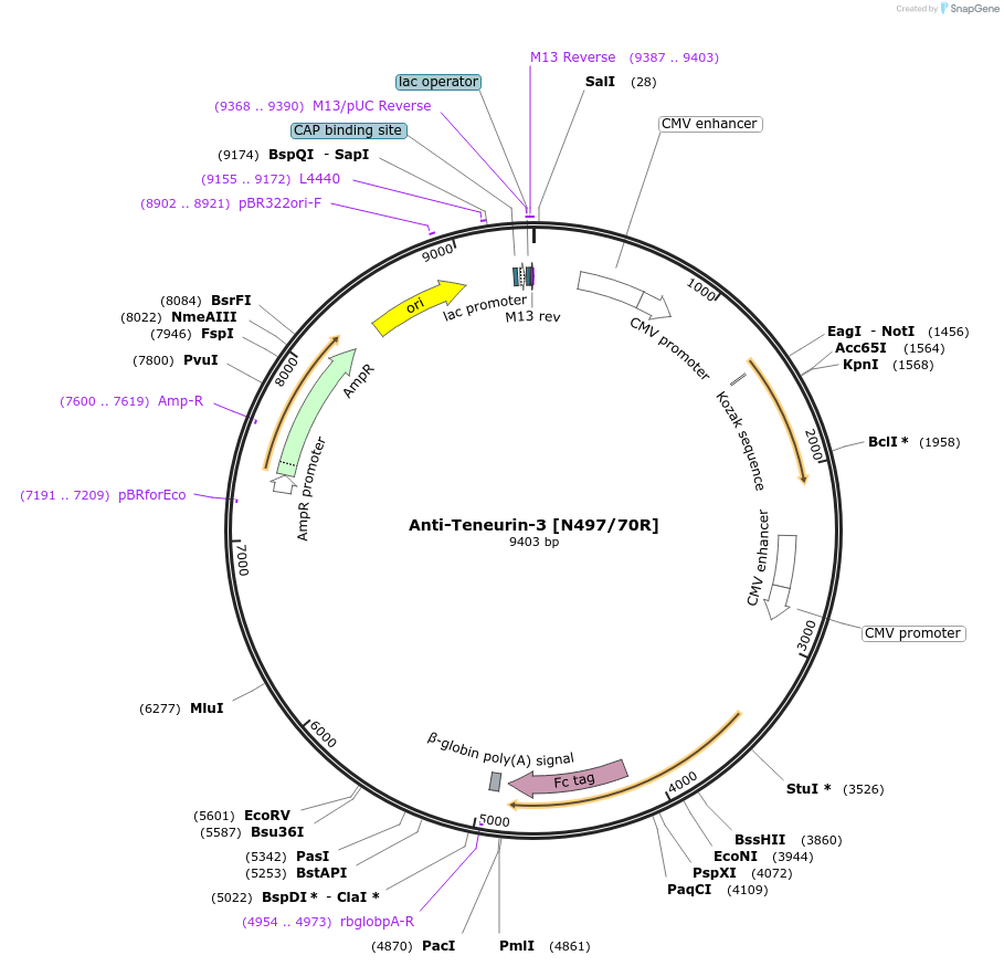 225404-plasmid-map-sequence-id-458889