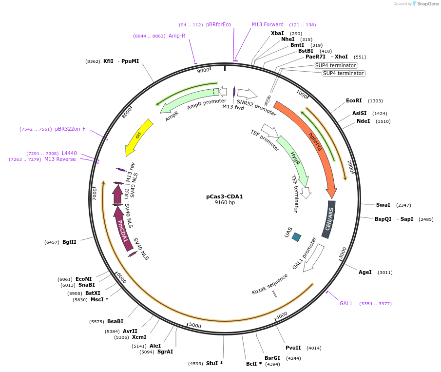229534-plasmid-map-sequence-id-458891