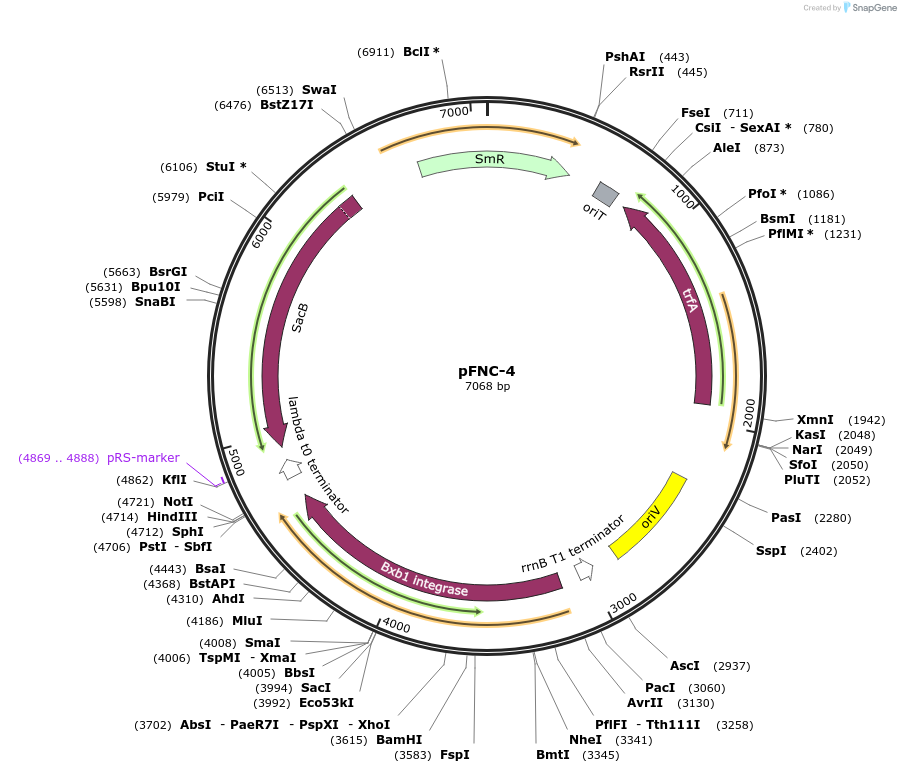 227668-plasmid-map-sequence-id-458909