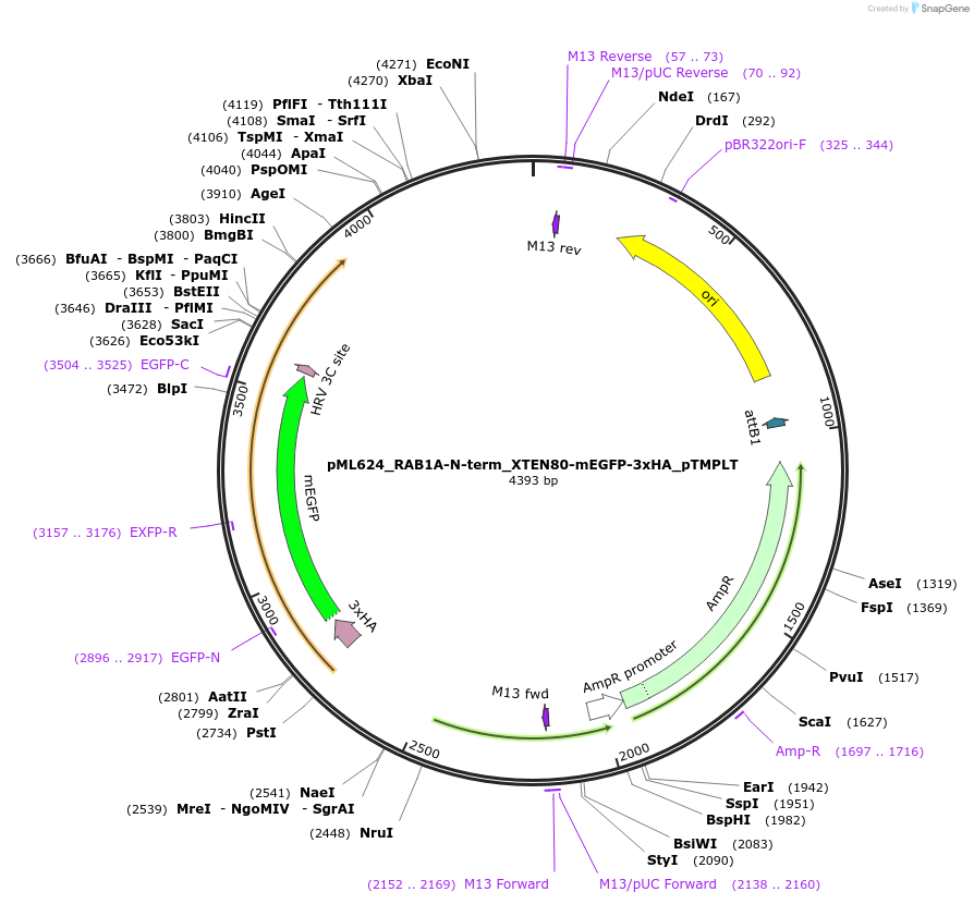 227906-plasmid-map-sequence-id-458972