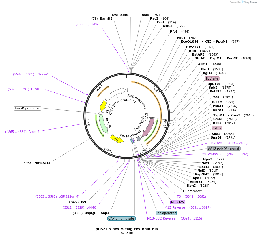227152-plasmid-map-sequence-id-458989