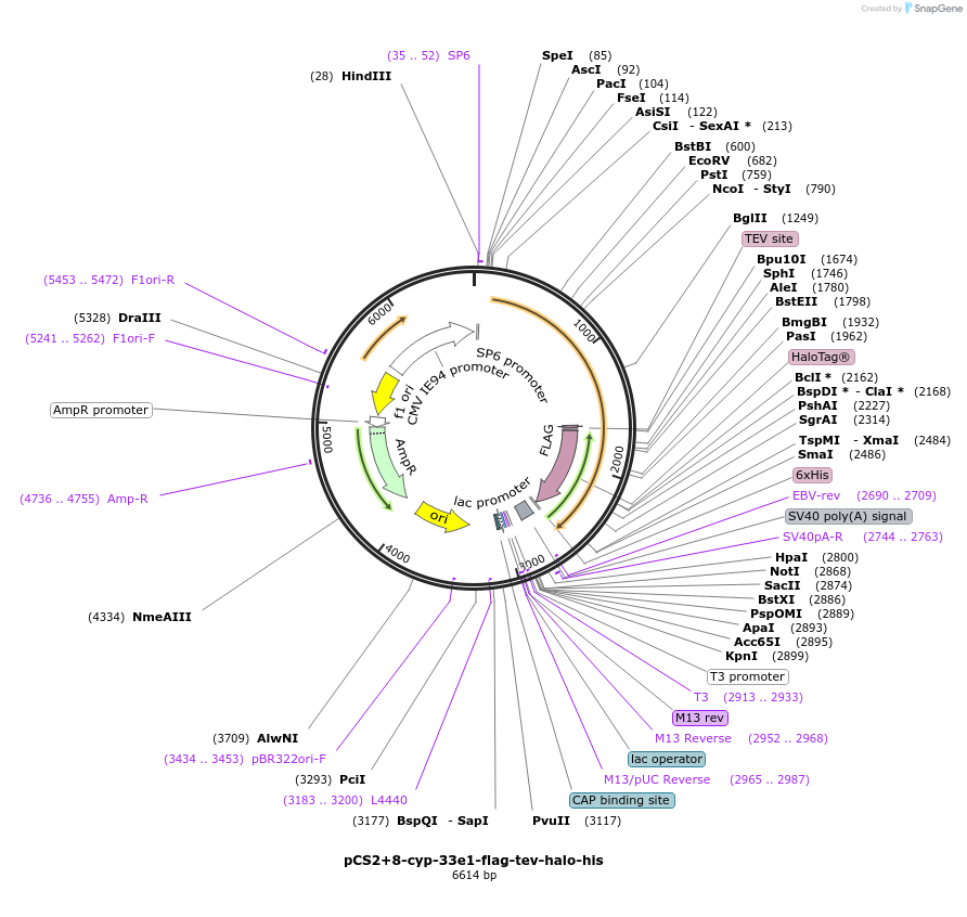 227151-plasmid-map-sequence-id-458990