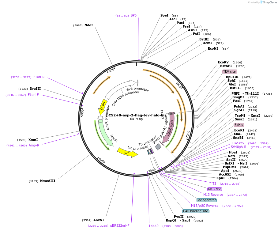 227153-plasmid-map-sequence-id-458991
