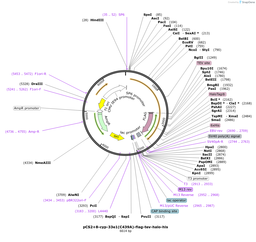 227157-plasmid-map-sequence-id-458992