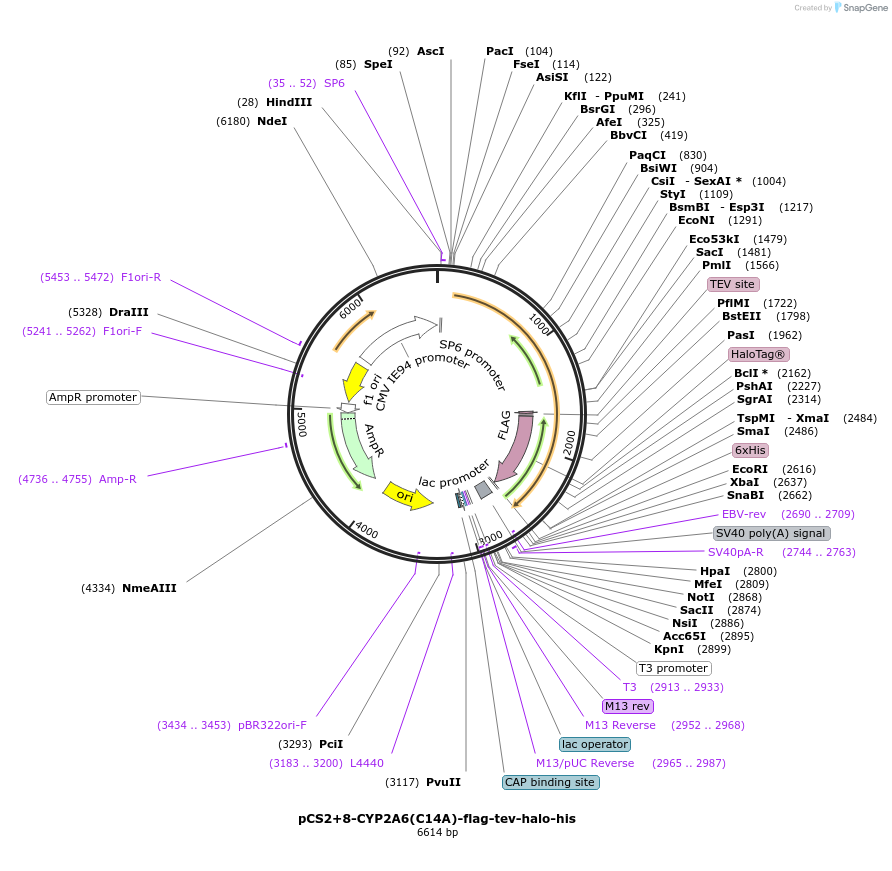 227159-plasmid-map-sequence-id-458993