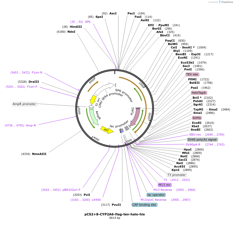 227154-plasmid-map-sequence-id-458994