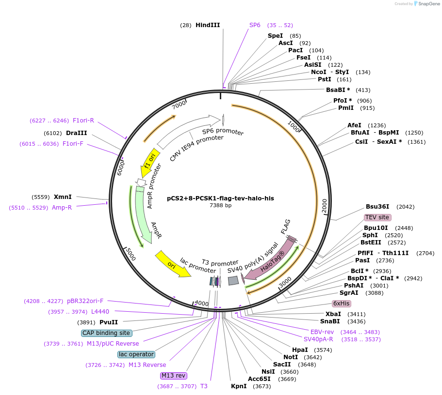 227155-plasmid-map-sequence-id-458996