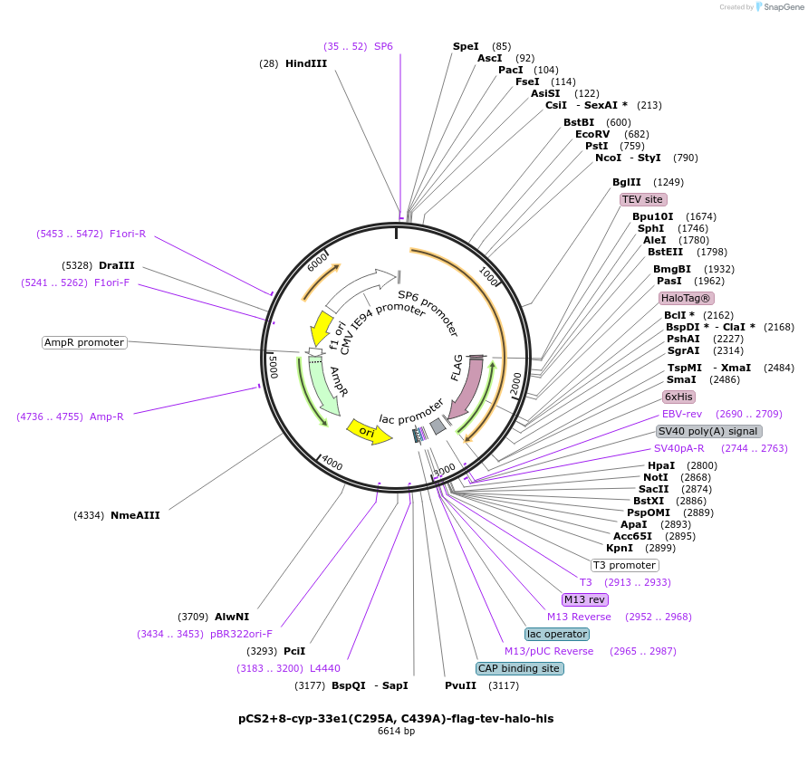 227158-plasmid-map-sequence-id-458998
