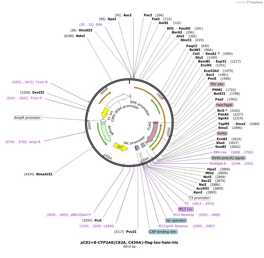 227163-plasmid-map-sequence-id-459000